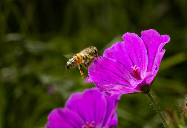 istock Macro of a bee on a purple flower 1390680873