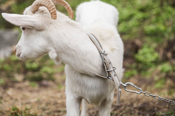 istock Domestic Goat Leash. close up. White Goat 1390682172