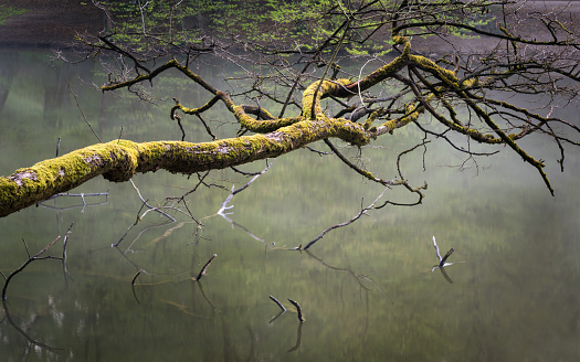 Old mossy branch on a lake edge hanging over the water