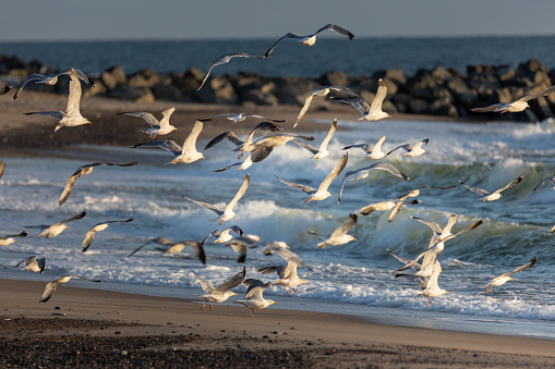 a flock of sea gulls flying over the surf along the sandy beach  in Jutland, Denmark.