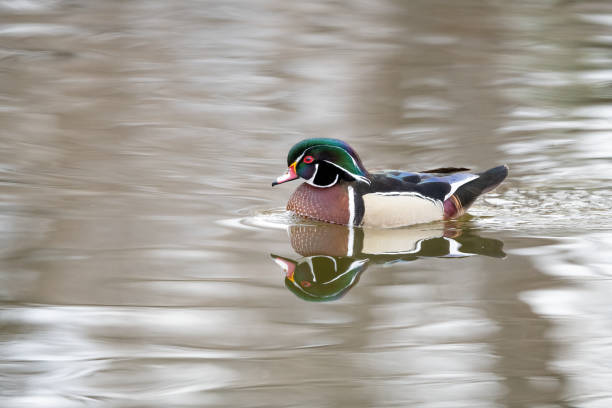 Wood Duck drake swimming by quietly with smooth silvery sky reflection background in small Rocky Mountain pond in Colorado, United States of America (USA).
