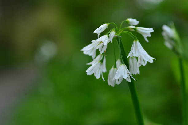 goutte de neige, jersey, royaume-uni - jersey uk nature landscape photos et images de collection