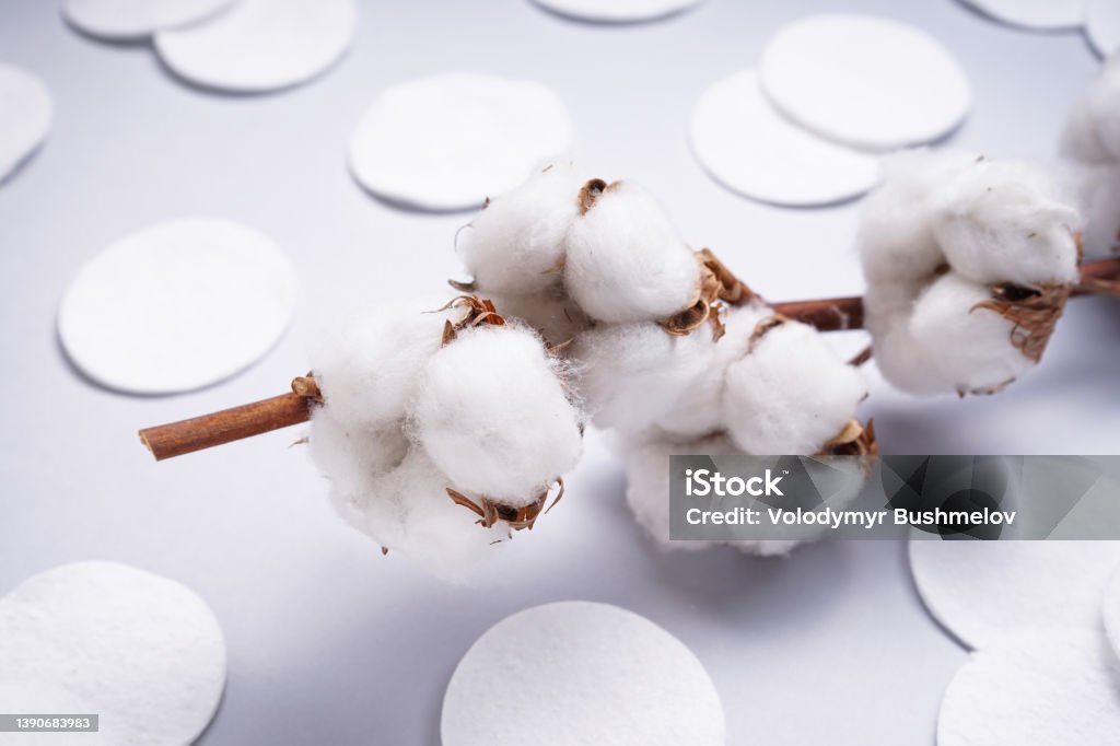 Spa concept. Branch of cotton plant, cotton pads, close-up. Cotton cosmetic makeup removers tampons. Hygienic sanitary swabs on the gray background. Spa concept. Branch of cotton plant, cotton pads, close-up. Hygienic sanitary swabs on the gray background. Cotton cosmetic makeup removers tampons. Backgrounds Stock Photo
