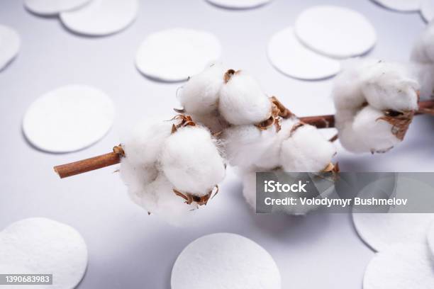 Spa Concept Branch Of Cotton Plant Cotton Pads Closeup Cotton Cosmetic Makeup Removers Tampons Hygienic Sanitary Swabs On The Gray Background Stock Photo - Download Image Now
