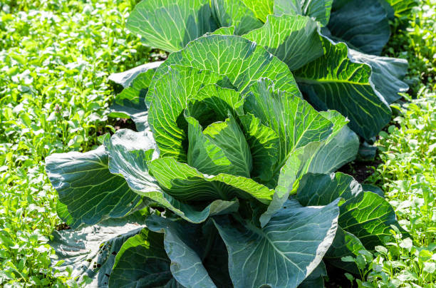 istock Green cabbage growing at the vegetable garden 1390684707