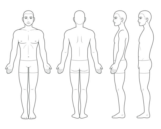Male body chart template Male body anatomy chart, athletic young man in underwear. Front, back and side view. Vector clip art for medical infographic and fashion illustration. the human body stock illustrations