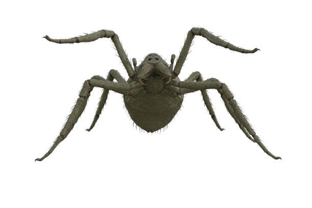 istock Scary green giant monster spider fantasy creature. 3D rendering isolated on white background with clipping path. 1390686540
