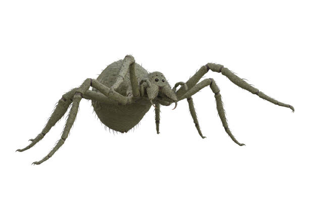 Fantasy monster giant green spider attacking prey. 3D illustration isolated on white background with clipping path.