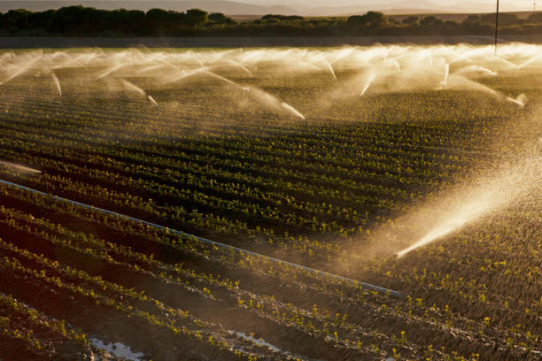 istock Crop Irrigation In California's Central Valley 1390686580