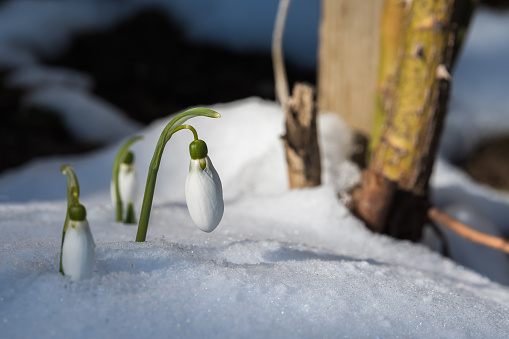 Snowdrop flowers (Galanthus nivalis) growing out of the snow with a place for the inscription. Spring banner\