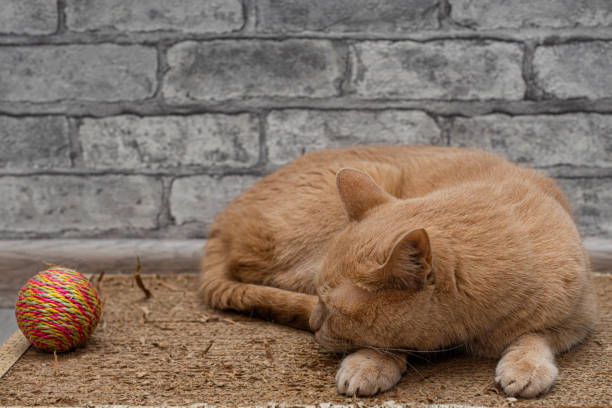 Outbred gray cat with green eyes is napping in a stack of fresh hay. rural life