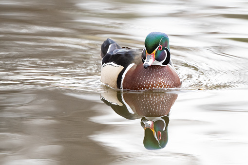 Perfection of nature is the Wood Duck in all its colorful splendor floating softly on undisturbed reflection from the silver clouds above. In the Rocky Mountains of Colorado in the United States of America (USA).