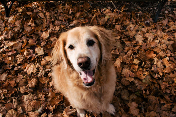 golden in den blättern - golden retriever dog autumn leaf stock-fotos und bilder