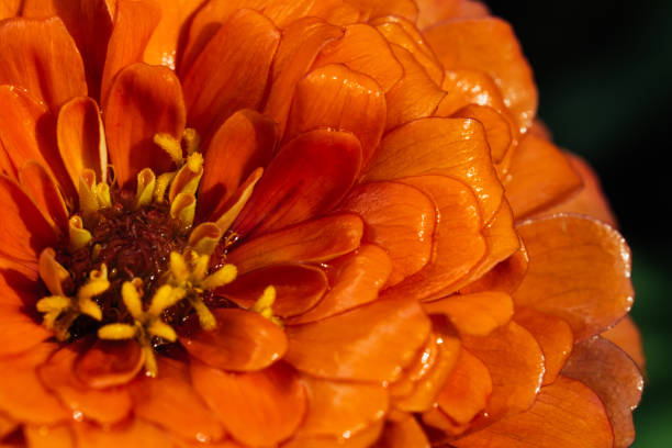 Orange dahlia close-up