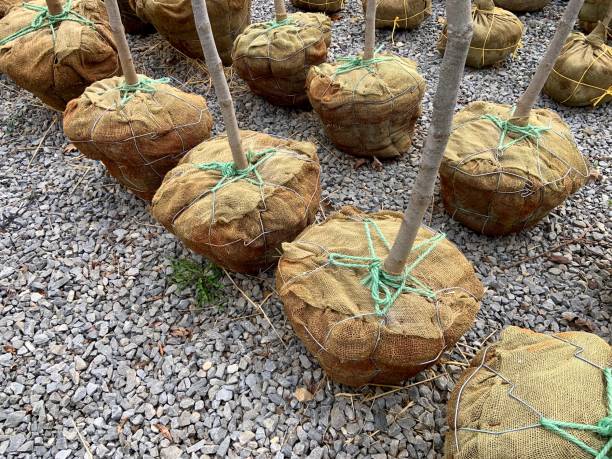 istock Trees with Root Ball Wrapped in Burlap at Plant Nursery 1390688220