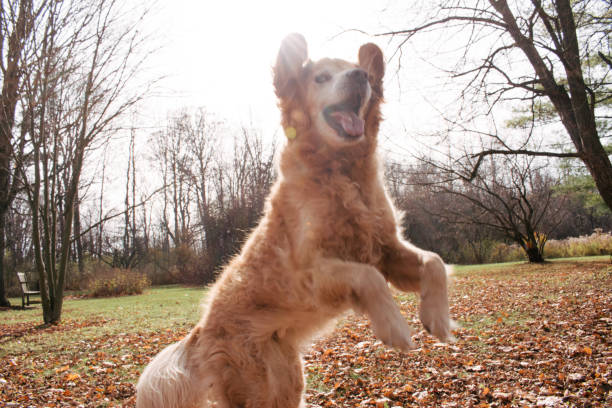 doré dans les feuilles - joy golden retriever retriever dog photos et images de collection