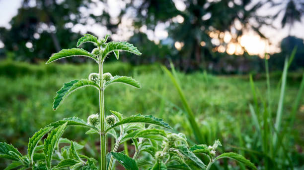 primo piano della pianta selvatica di ortica pungente - stinging nettle foto e immagini stock