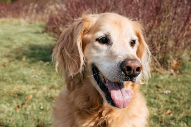 istock Golden Retriever in the Grass 1390688388