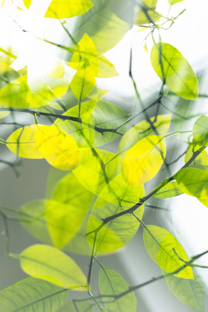 Close-up with multiple exposure of lemon tree leaves stock photo