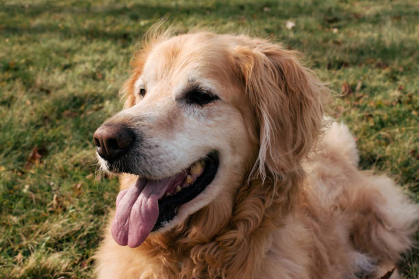 istock Golden Retriever in the Grass 1390689065