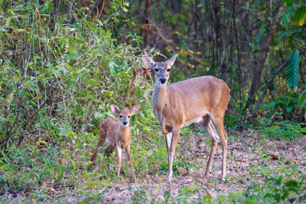 istock Whitetail Deer doe and fawn 1390689160