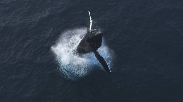 Humpback whale jumps out of the water Humpback whale jumps out of the water, aerial view spume stock pictures, royalty-free photos & images