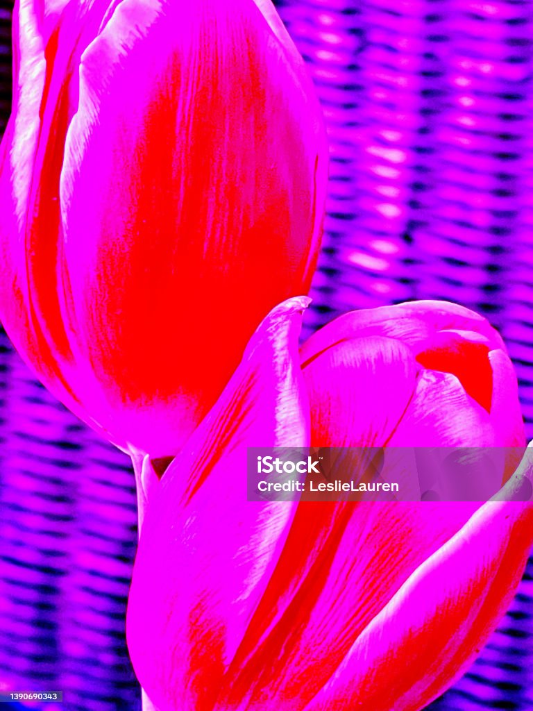 Abstract Pink, Purple Tulips Background Vibrant Pink, purple, red tulips abstract background Advertisement Stock Photo