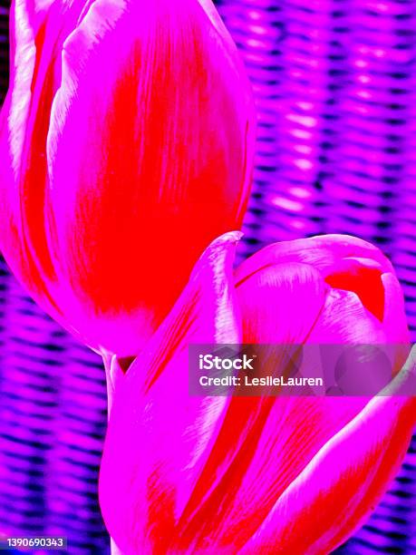 Abstract Pink Purple Tulips Background Stock Photo - Download Image Now - Advertisement, Perfume, Neon Colored