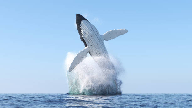 ballena jorobada salta fuera del agua - saltos fuera del agua fotografías e imágenes de stock