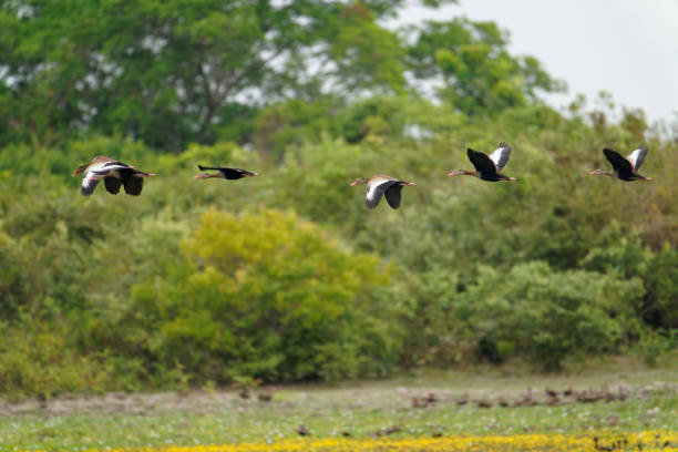 ducks survive in the Los Llanos region of Colombia