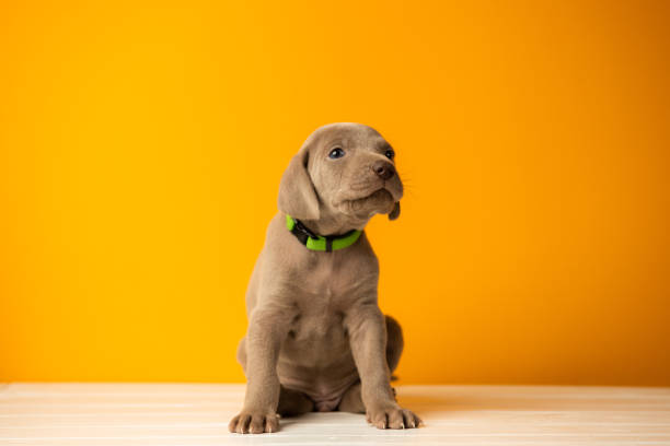 istock Adorable cute weimaraner puppy on orange background 1390691719