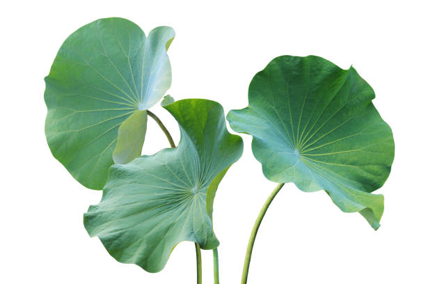 feuilles de lotus vertes isolées sur fond blanc avec chemin d’écrêtage - lotus leaf photos et images de collection