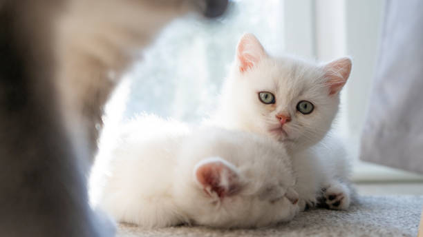 istock british shorthair cat 1390692022