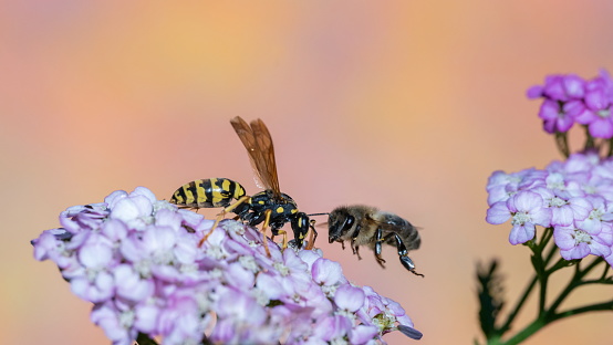 Bee and wasp in summertime,Eifel,Germany.\nPlease see more than 1000 insects pictures of my Portfolio.\nThank you!