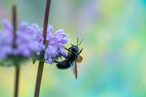 Carpenter bee in summertime,Eifel,Germany.\nPlease see more than 1000 insects pictures of my Portfolio.\nThank you!