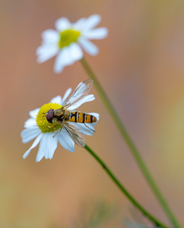 A hoverfly feeding on a yellow flower head in a garden.