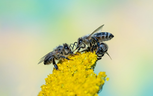 Three bees in summertime,Eifel,Germany.\nPlease see more than 1000 insects pictures of my Portfolio.\nThank you!