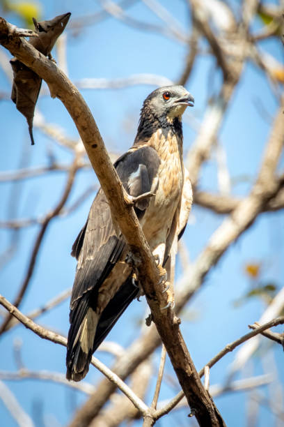 Image of oriental honey buzzard bird on a tree branch on nature background. Hawk. Animals. stock photo