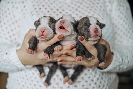 Mujer sosteniendo tres lindos pequeños cachorros photo