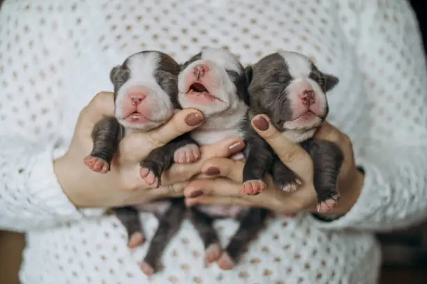 Photo of Woman holding three cute little puppies