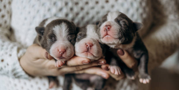 istock Woman holding three cute little puppies 1390694549