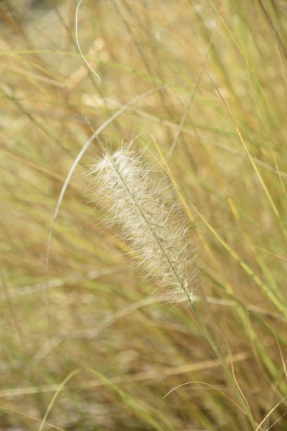 istock Wild Grasses with Seeds Forming Up Close 1390694587