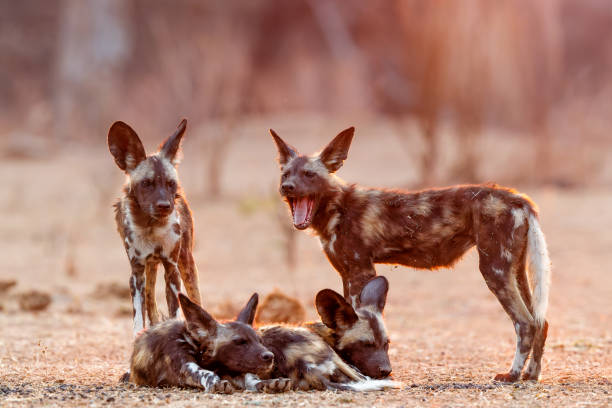 istock African wild dog pups in Mana Pools 1390696616