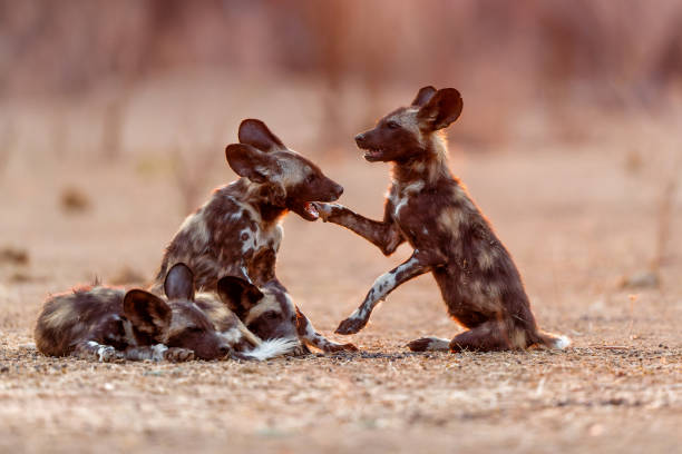 cachorros de perro salvaje africano en maná pools - perro salvaje fotografías e imágenes de stock