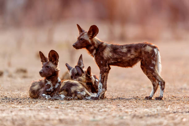 istock African wild dog pups in Mana Pools 1390696621