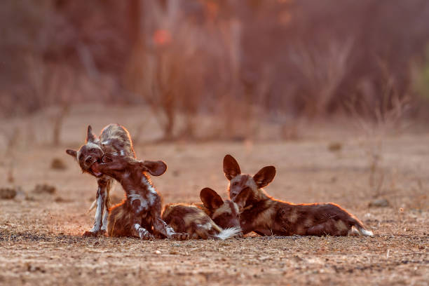 istock African wild dog pups in Mana Pools 1390696639