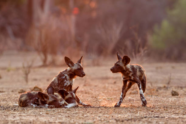 istock African wild dog pups in Mana Pools 1390696641