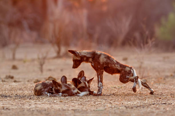 istock African wild dog pups in Mana Pools 1390696647