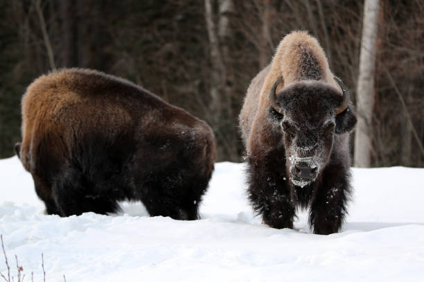 istock Bison near Muncho Lake BC Canada 1390697079