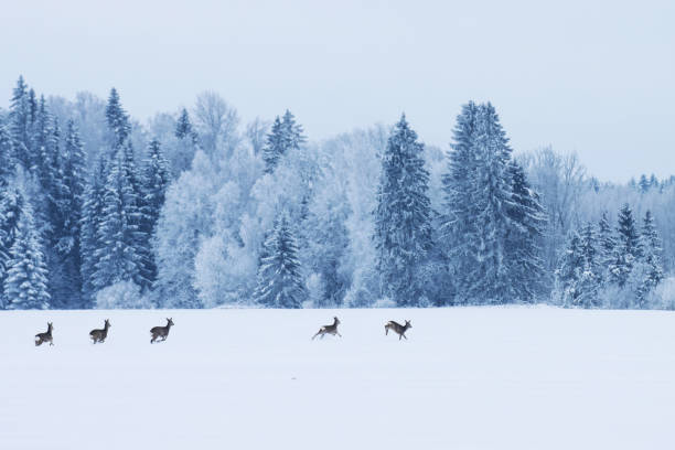 A small group of Roe deer running on a snowy field on a cold winter day in Estonia A small group of Roe deer running on a snowy field on a cold winter day in Estonia, Northern Europe roe deer frost stock pictures, royalty-free photos & images